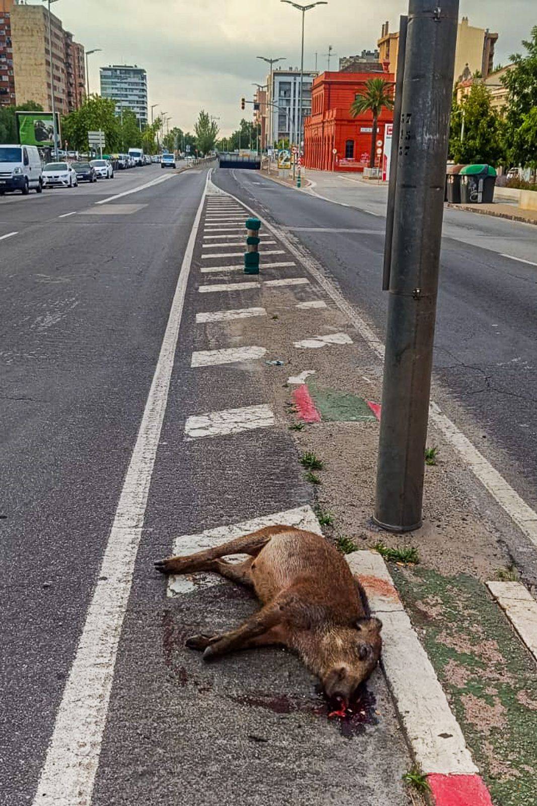 El porc senglar que ha aparegut mort a la Gran Via - Juanma Peláez