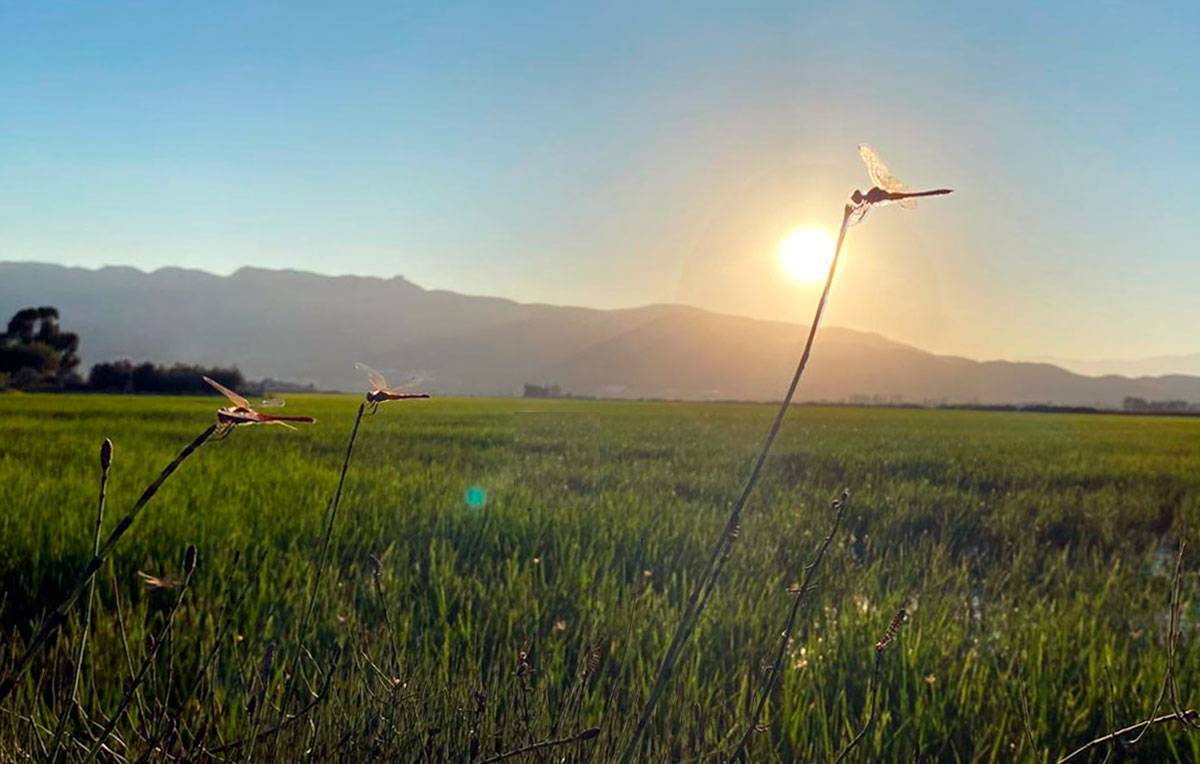 Eclosió de milers de libèl·lules als arrossars del delta de l’Ebre