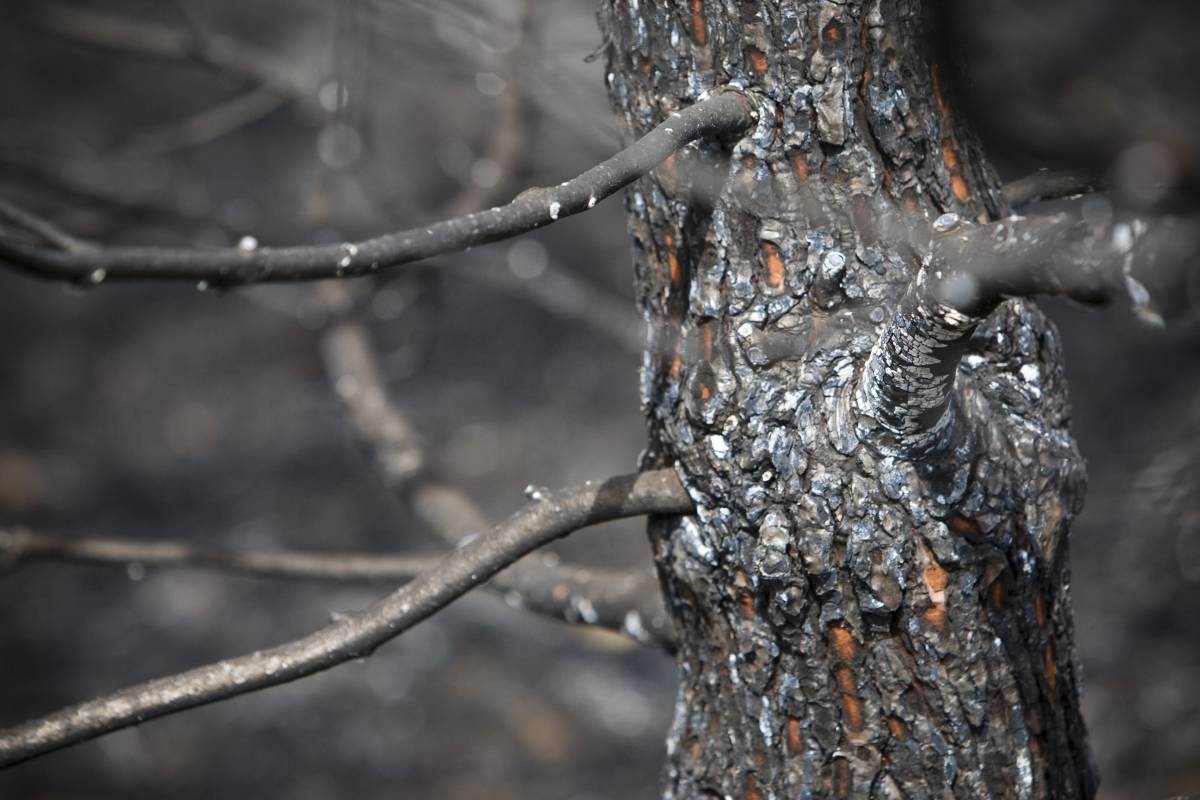 El 90% dels incendis són causats per l’activitat humana