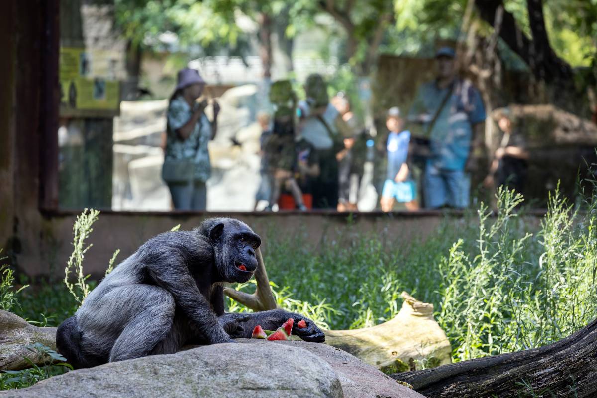 Estiu Zoo - Hugo Fernández Estiu Zoo