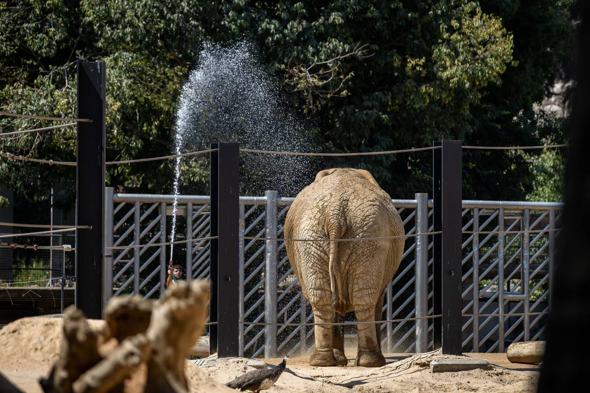 Estiu Zoo - Hugo Fernández Estiu Zoo