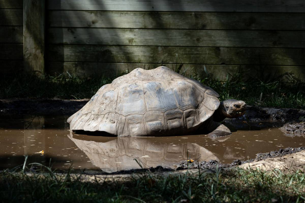 Una tortuga gaudint de l'aigua - Hugo Fernández 
