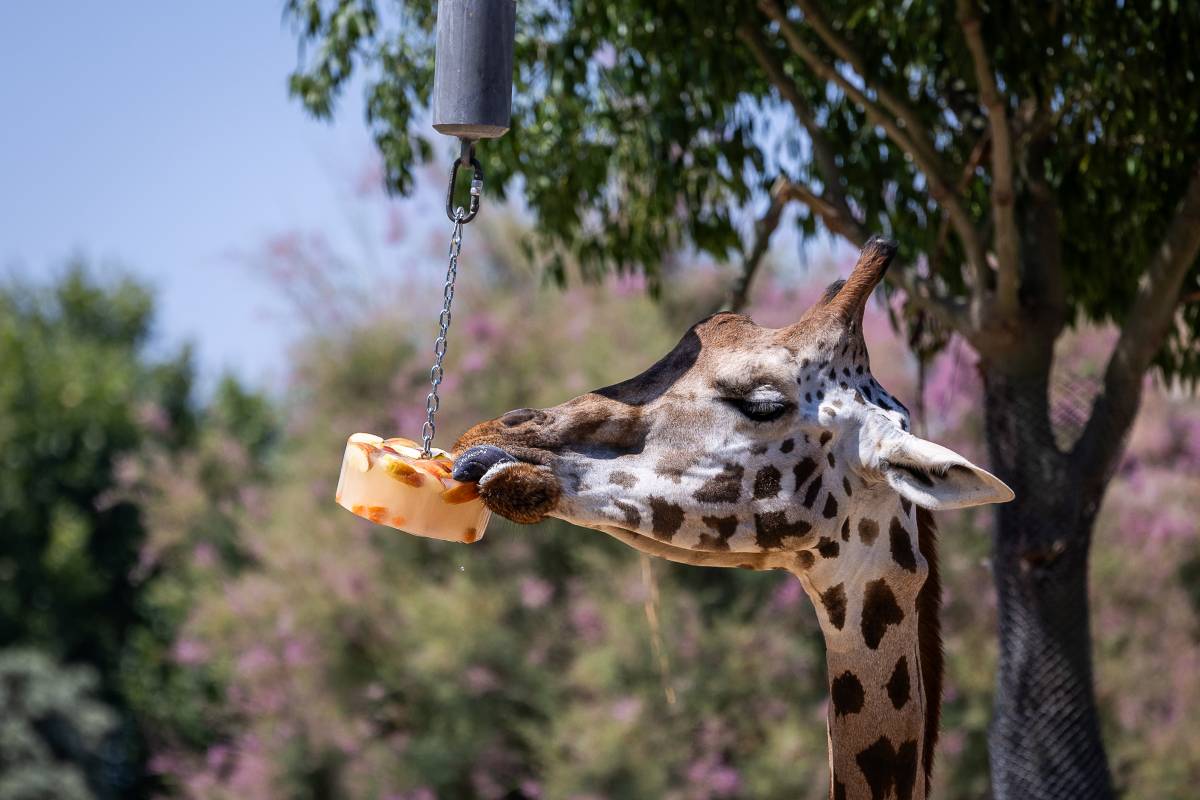 Gelats de brou i granissats de cucs per als animals: així combat la calor el Zoo de Barcelona