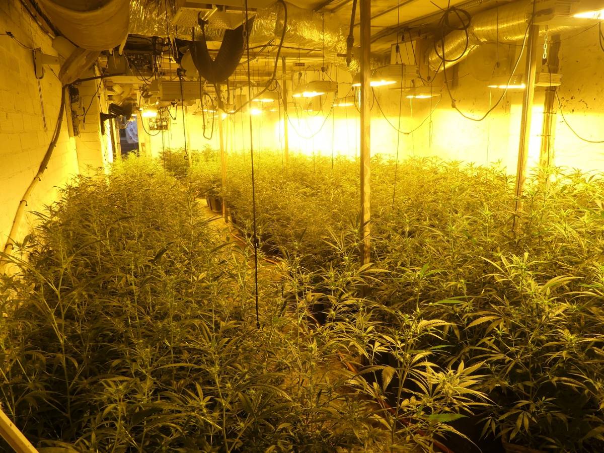 Desmantellen una plantació de marihuana al Pla d'Urgell