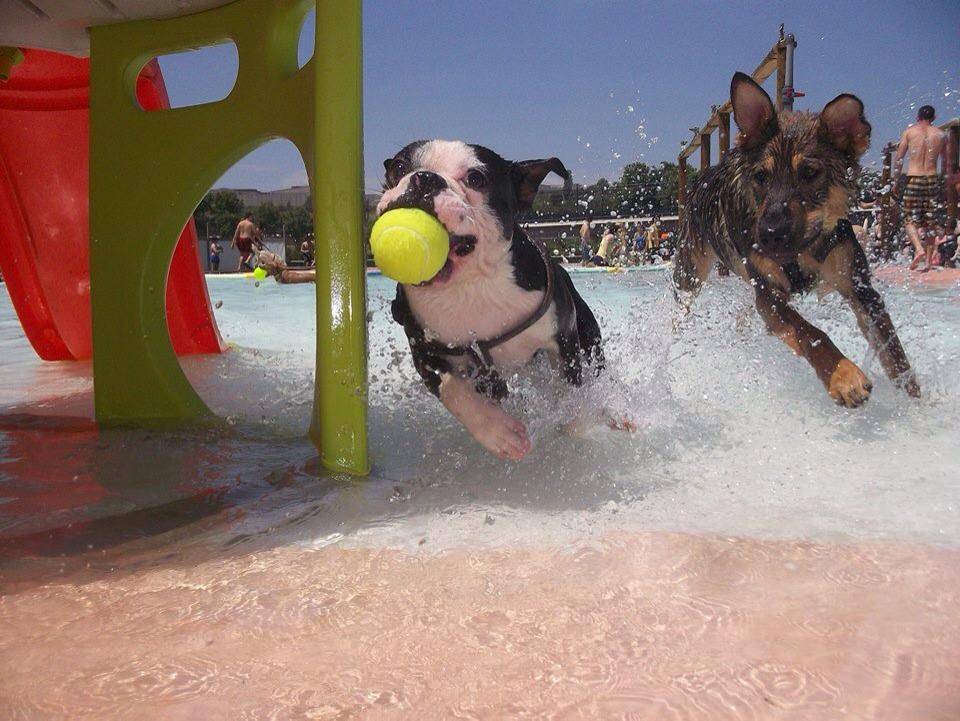 AquaPark Canino Can Jue - AquaPark Canino Can Jue