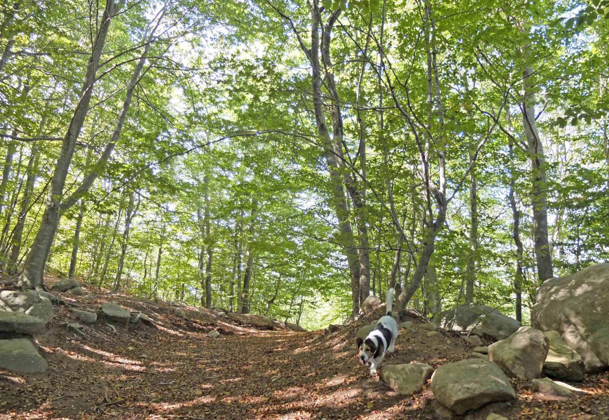 Santa Fe del Montseny - Santa Fe del Montseny