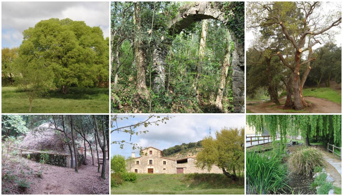 Masies, boscos i arbres centenaris: dues rutes de natura al peu del Montseny