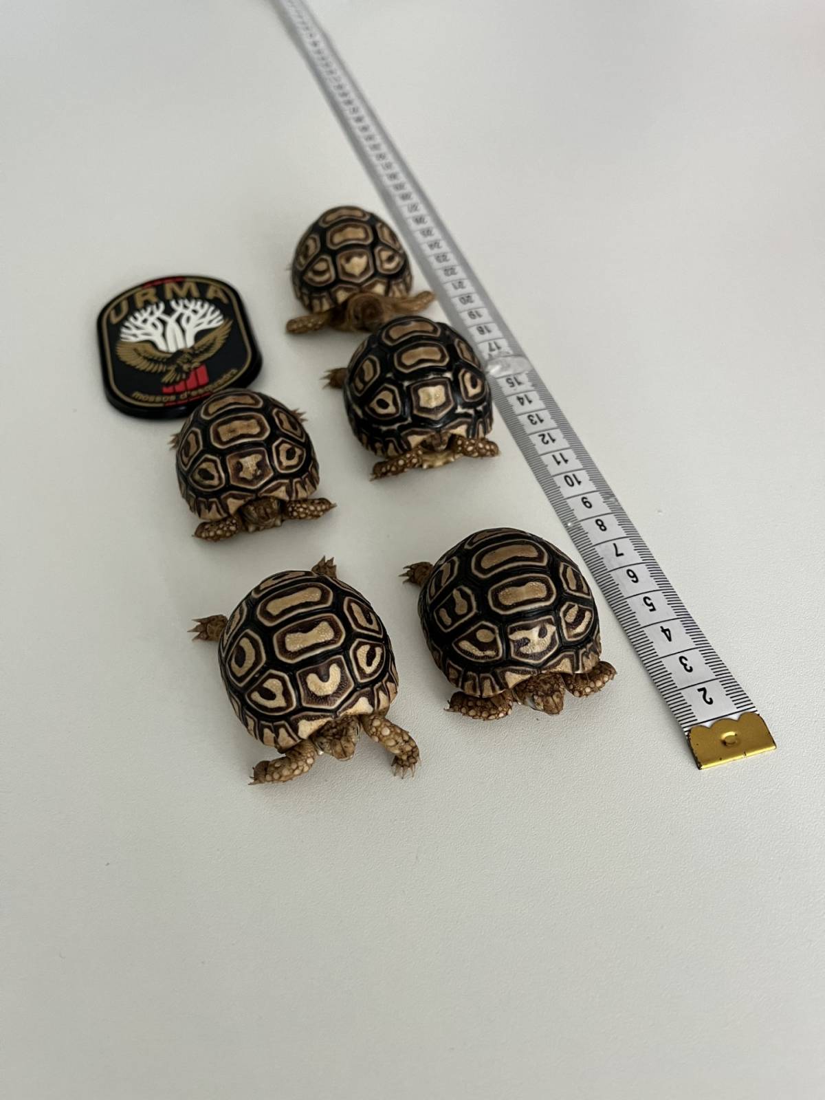 Rescaten cinc tortugues lleopard que es venien il·legalment per Internet