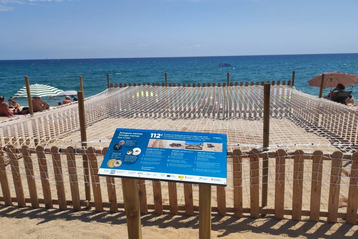 Protecció d`un niu de tortuga careta a Platja d`Aró amb 74 ous no viables