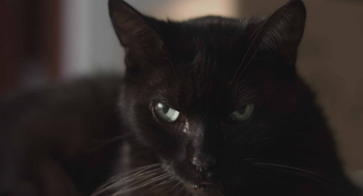 La gata Emiliana