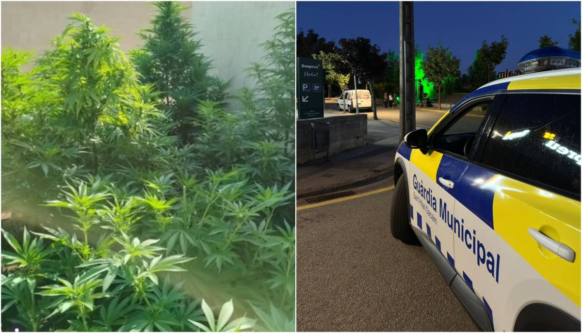 Intervenció policial en una plantació de marihuana a Sant Hilari