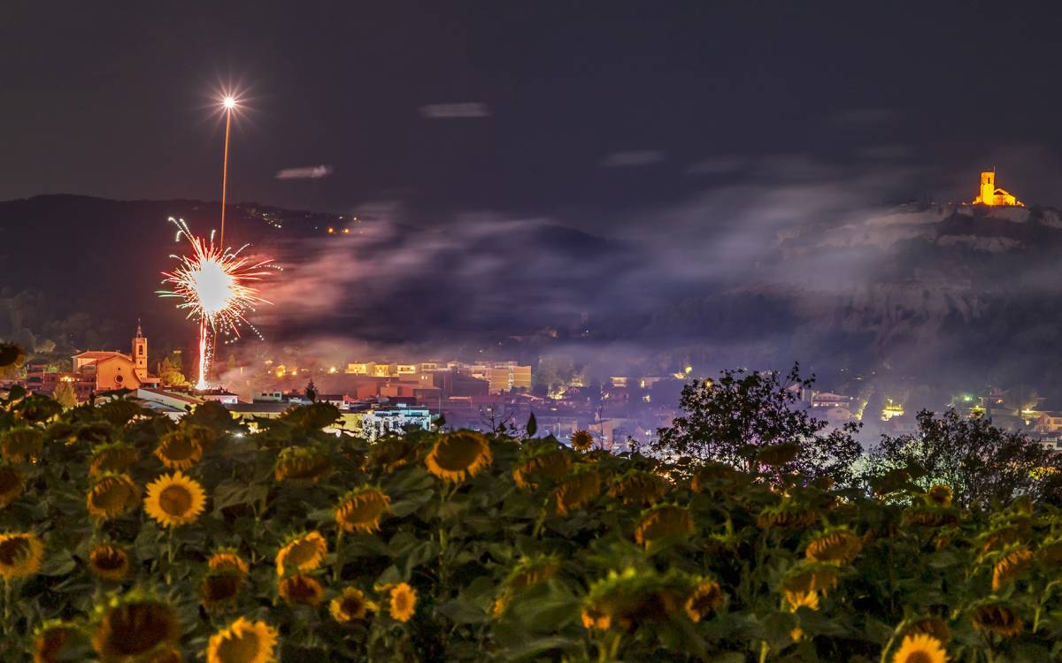 Castell de focs de la Festa Major de Tona enmig d`un mar de gira-sols, agost del 2025.