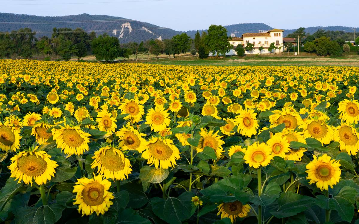 Entre gira-sols, pluja i estels: un juliol de postal a Osona i el Lluçanès
