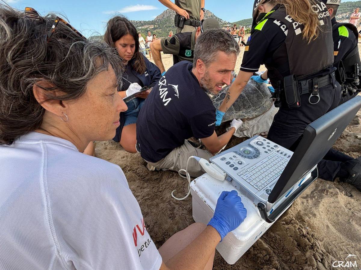 El canvi climàtic impulsa Catalunya com a nova llar de la tortuga careta