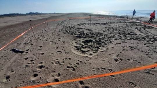Què cal fer si trobem un niu de tortuga careta a la platja?