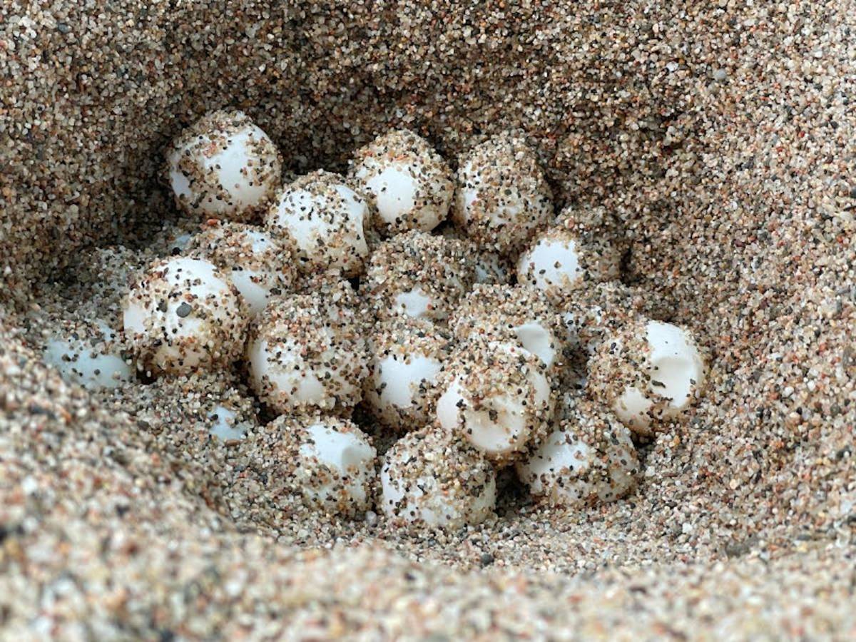 Ous de tortuga careta d`un niu d`aquest estiu a la Costa Brava