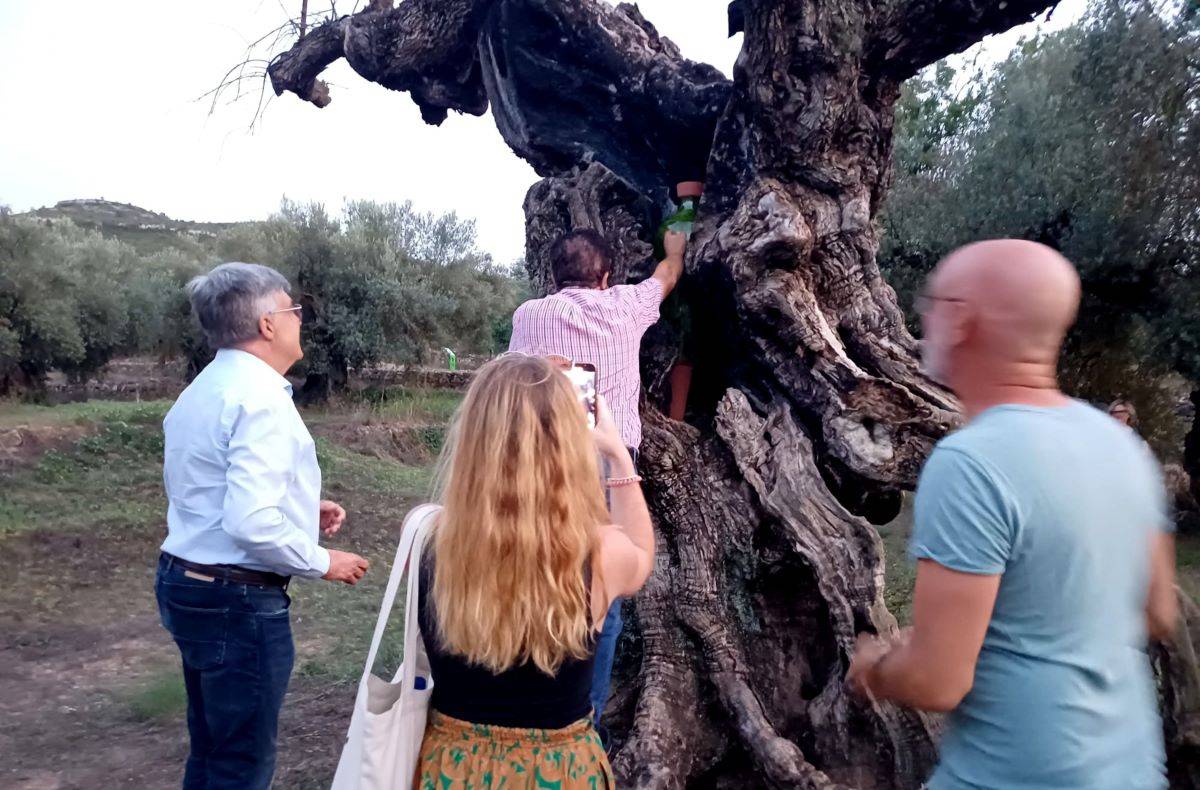 Dos oliveres mil·lenàries mortes d'Ulldecona i la Jana es transformen en expressions artístiques col·lectives 