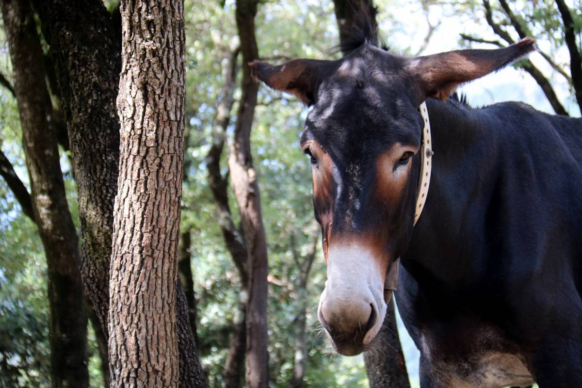 El ruc català, el gran aliat per prevenir incendis forestals