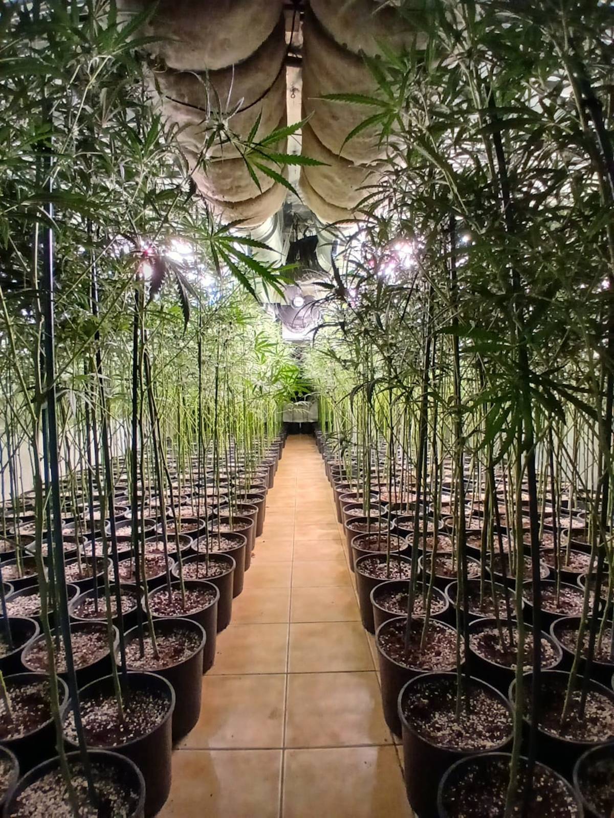 Detinguts tres joves per tenir 780 plantes de marihuana a Lloret de Mar