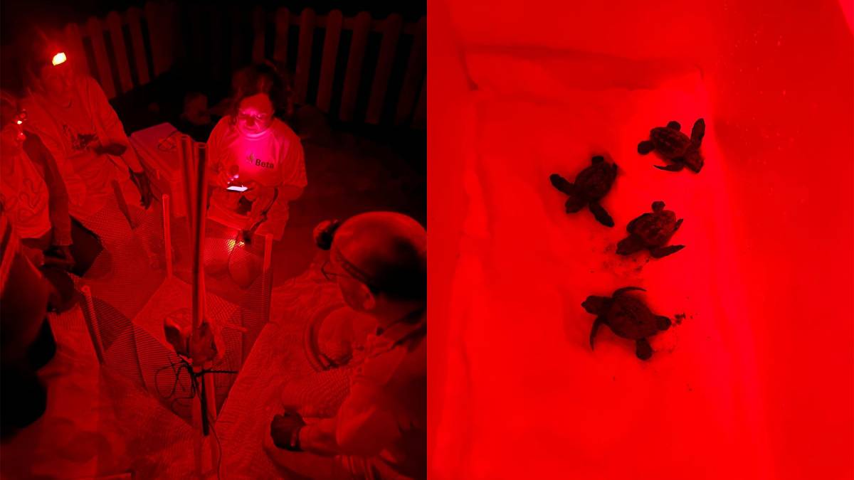 Primer naixement de tortugues de l`estiu al Delta de l`Ebre