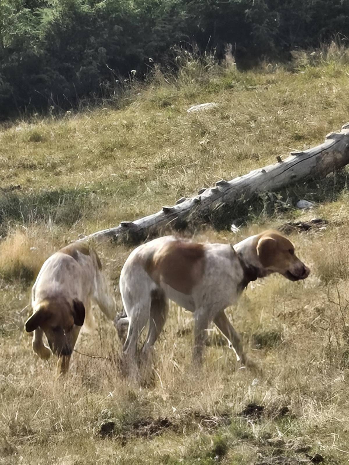Gossos en llibertat amenacen el ramat de cavalls a la muntanya de Tor