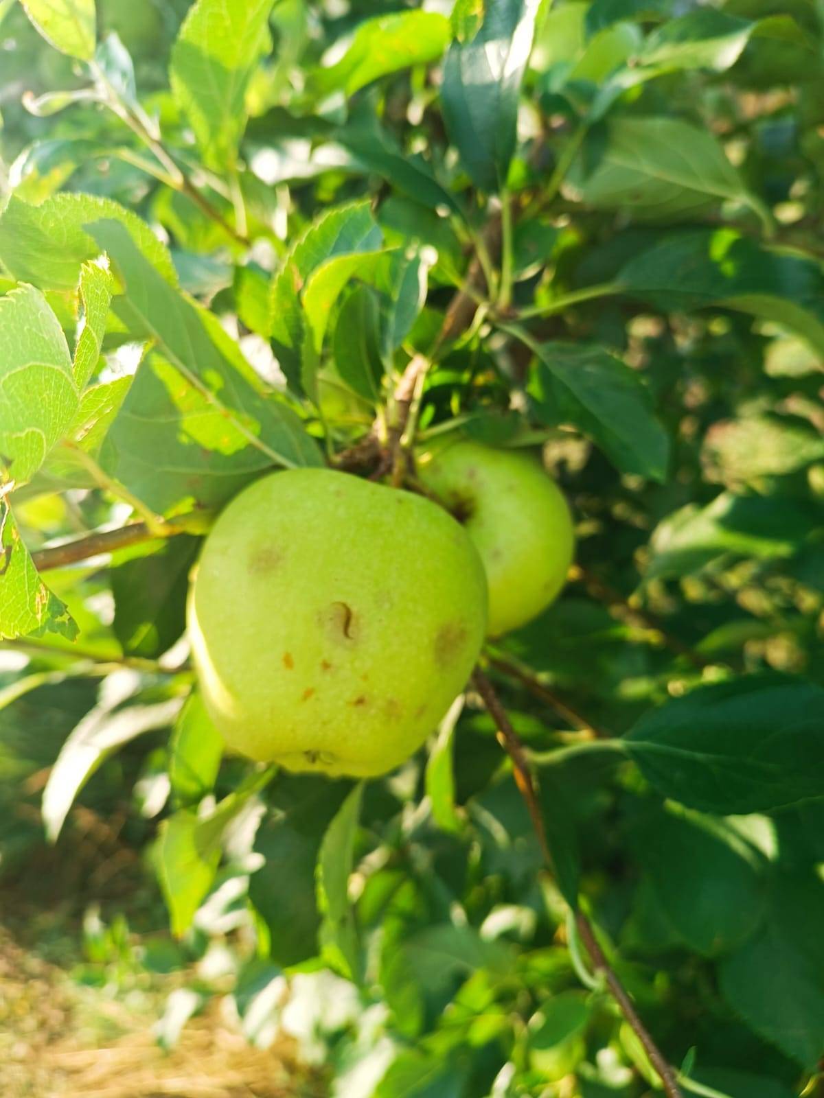 Una tempesta amb pedra causa grans danys als cultius del Segrià
