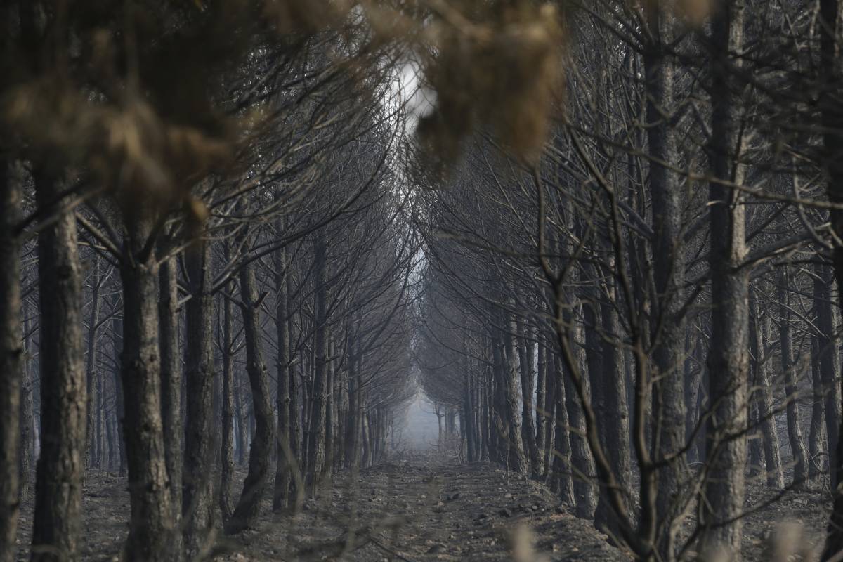 Incendis descontrolats a Càceres, Ourense, Lleó i Zamora: més de 50.000 hectàrees cremades