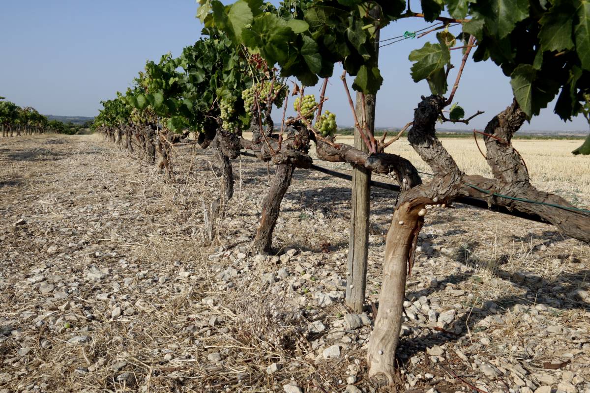 Agricultura posa 1,5 milions d'euros per ajudar pagesos i caçadors a frenar danys de senglars i conills
