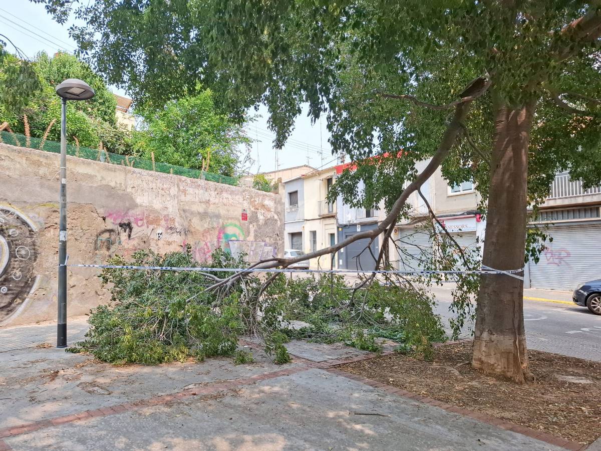 Cau una branca de grans dimensions a la plaça de la Bicicleta de Terrassa