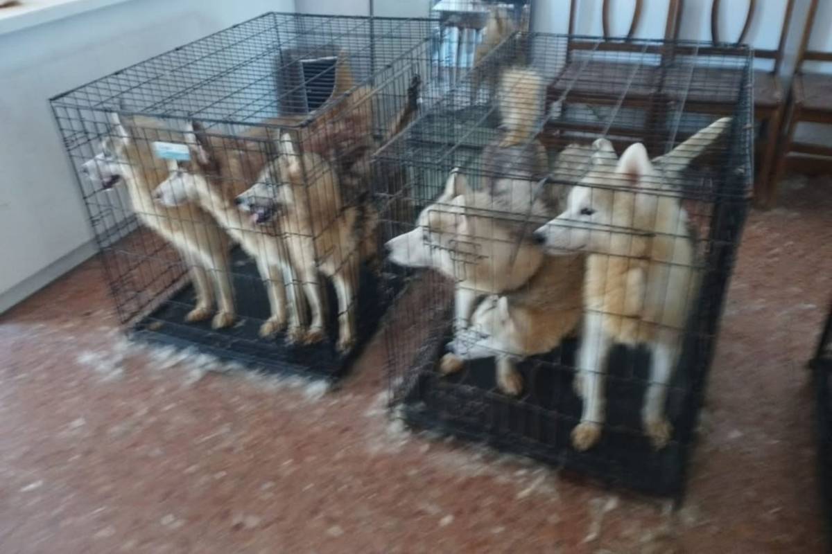 Desarticulen un viver il·legal de gossos a Terrassa