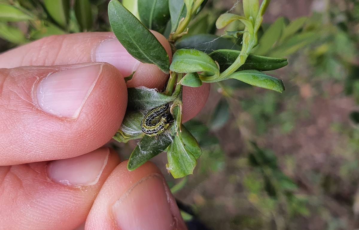 La plaga de la papallona del boix s’estén pel Baix Ebre i el Montsià