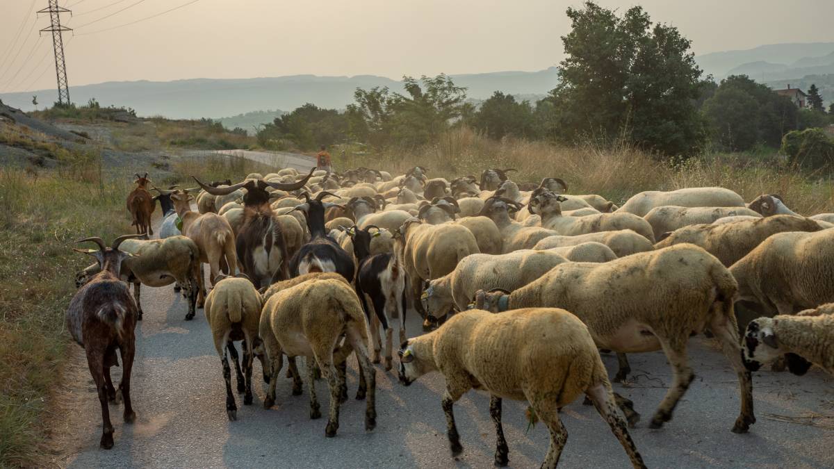 Un llamp mata més de 200 ovelles que estaven pasturant pel Camí del Port de Vielha