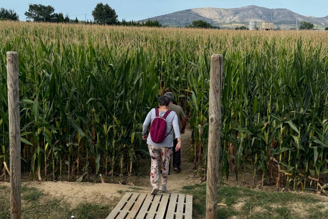 L'enginy d'un pagès català per subsistir: utilitza un camp de blat com a laberint per a turistes