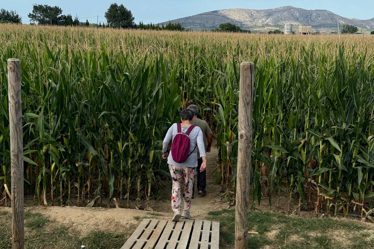 L'enginy d'un pagès català per subsistir: utilitza un camp de blat de moro com a laberint