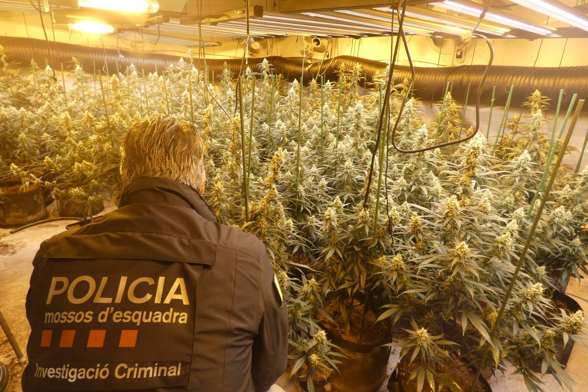 Detingut a la Noguera un jove amb 301 plantes de marihuana a casa seva