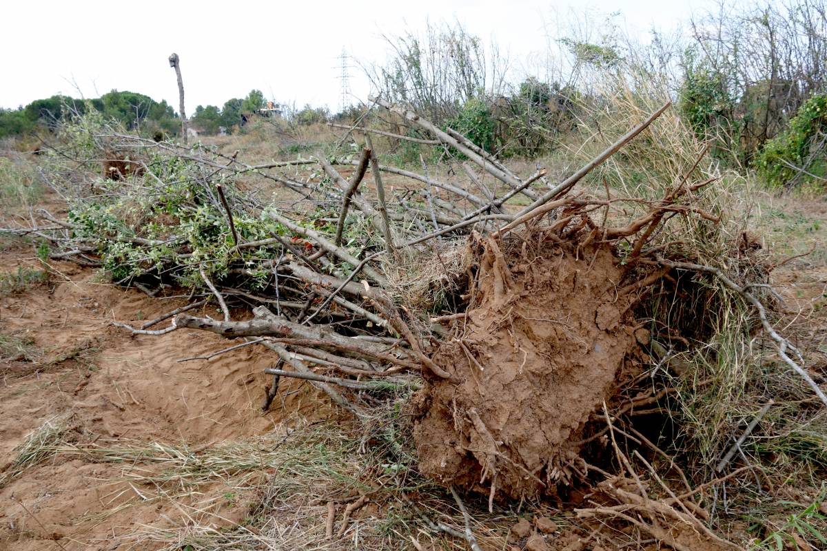Els pagesos del Camp de Tarragona comencen a arrencar els avellaners morts per la sequera