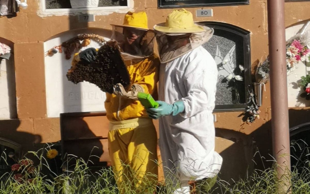 Retirat un rusc d'abelles d'un nínxol del cementiri de Sant Fruitós