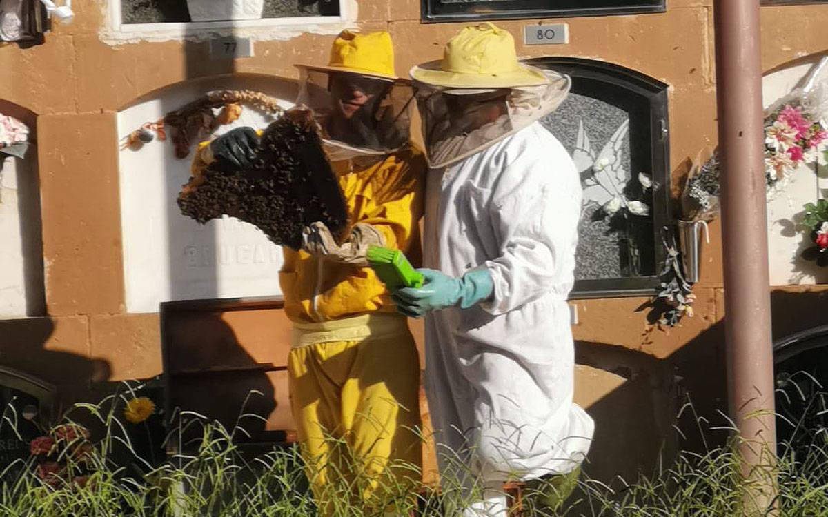 Retirat un rusc d'abelles d'un nínxol del cementiri de Sant Fruitós