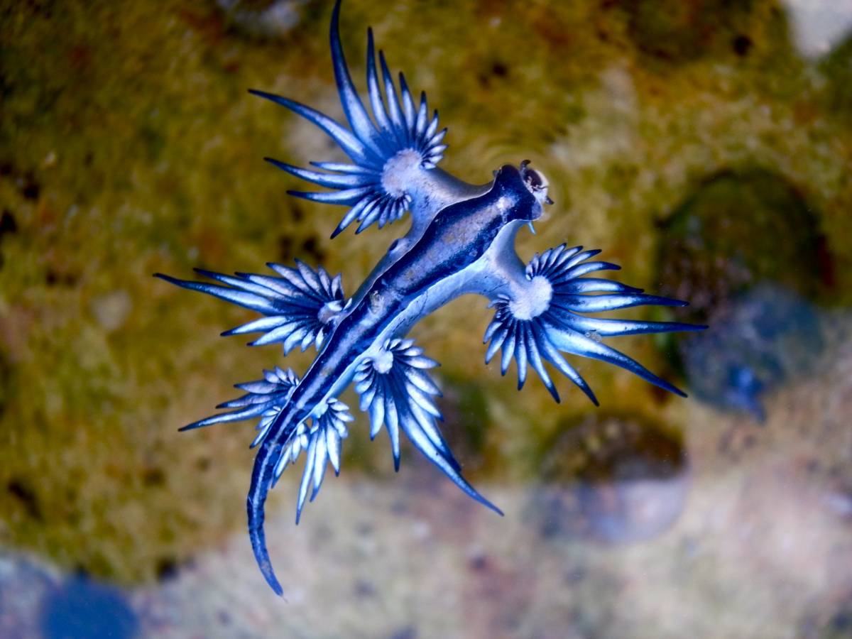 El dragonet blau, la nova amenaça a les platges del mar Mediterrani