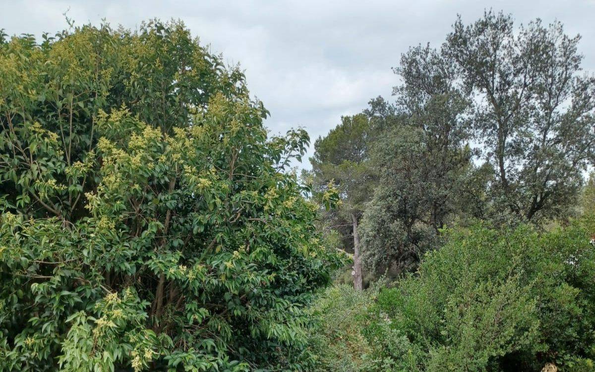 Entitats veïnals de Tarragona alerten del risc d'incendi i reclamen més manteniment dels boscos
