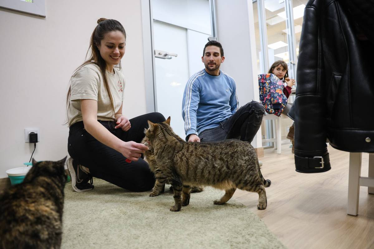 L'èxit del primer cat cafè de Sabadell en mig any: “40 gats han pogut trobar una nova família”