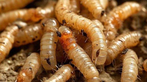 Detecten el primer cas en humans del cuc barrinador a països molt visitats