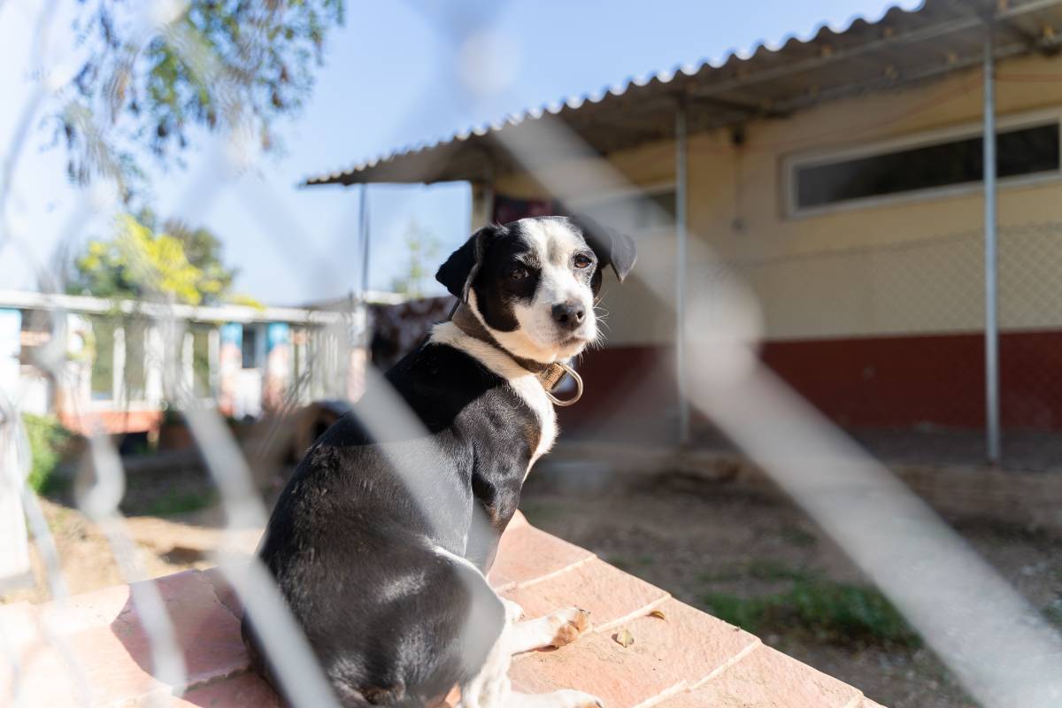 Un estiu complicat a la protectora d'animals de Sabadell