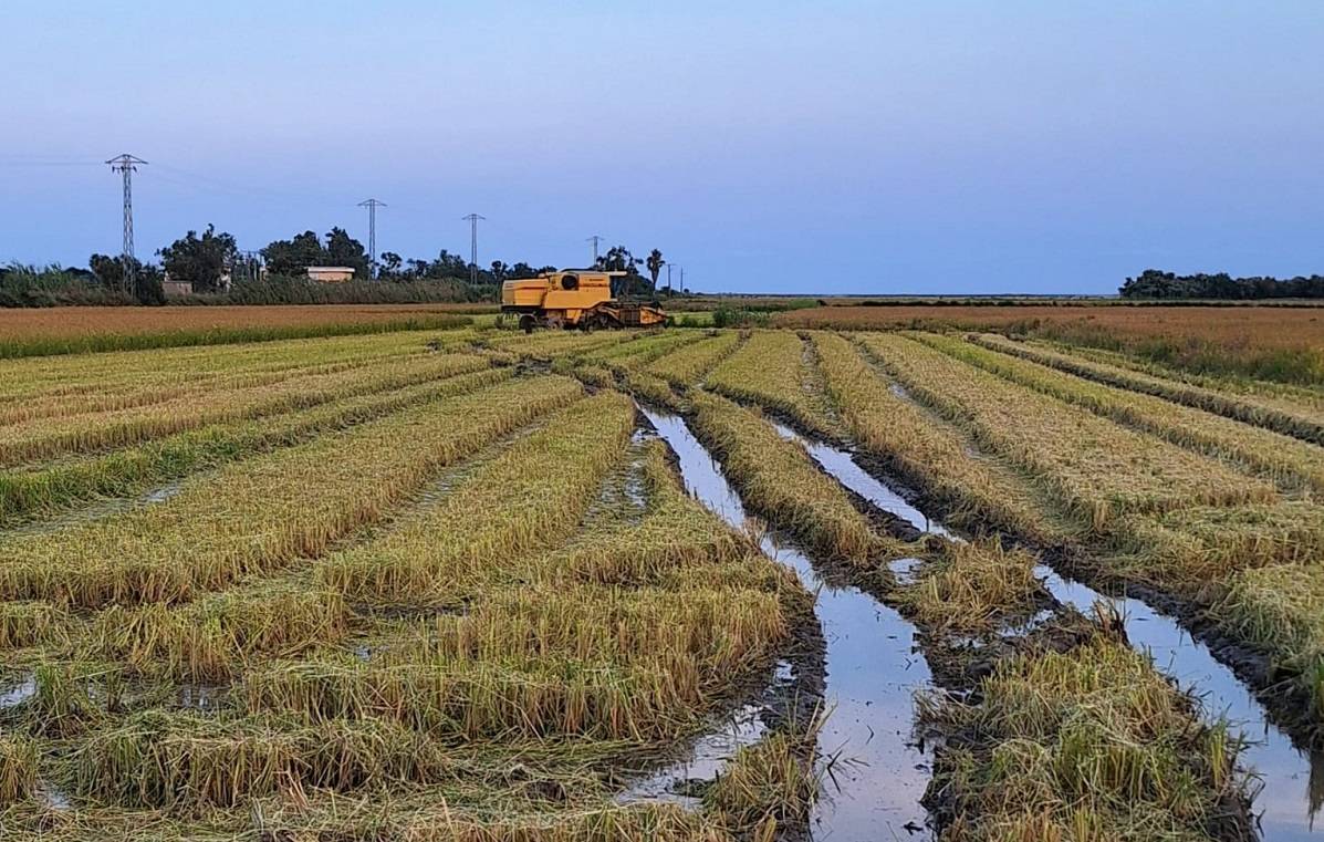 El Delta de l’Ebre enceta la sega amb preocupació pels preus de l’arròs