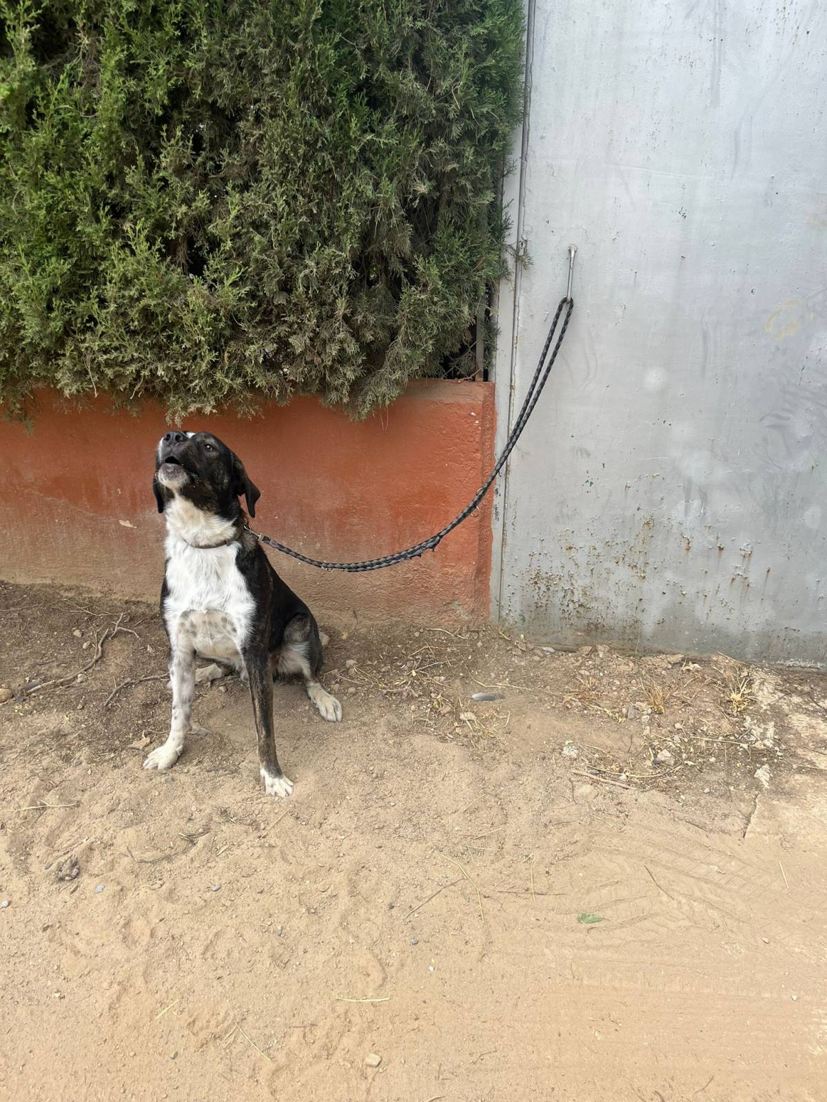Animals abandonats de nit, a una motxilla o lligats a la protectora de Sabadell: 