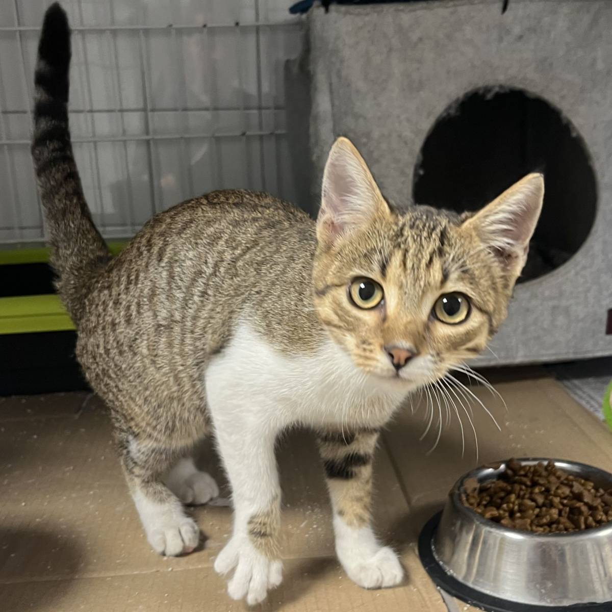 Una gata que va ser abandonada a una motxilla - CEDIDA Una gata que va ser abandonada a una motxilla