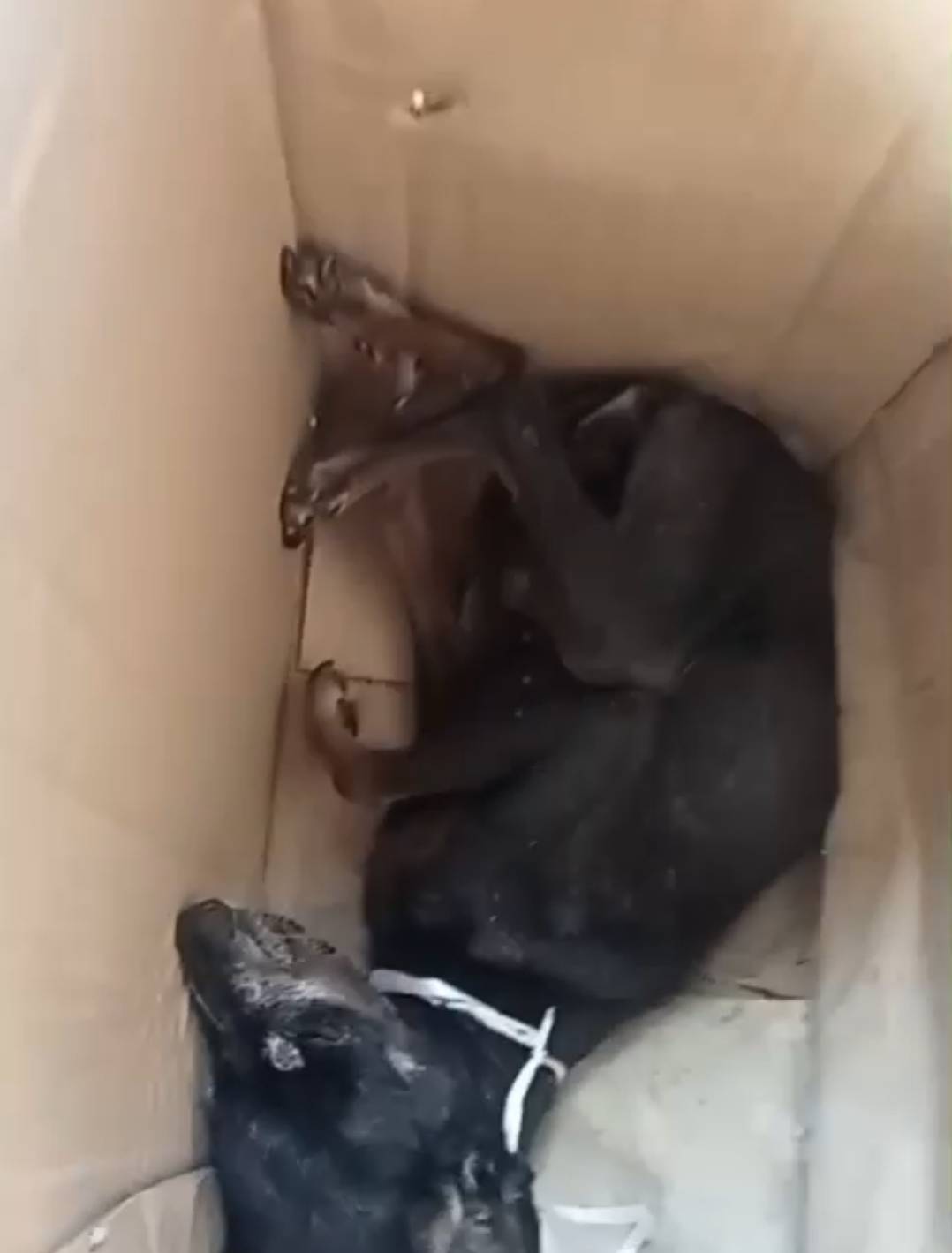 Una gossa abandonada a una caixa en estat crític - CEDIDA Una gossa abandonada a una caixa en estat crític