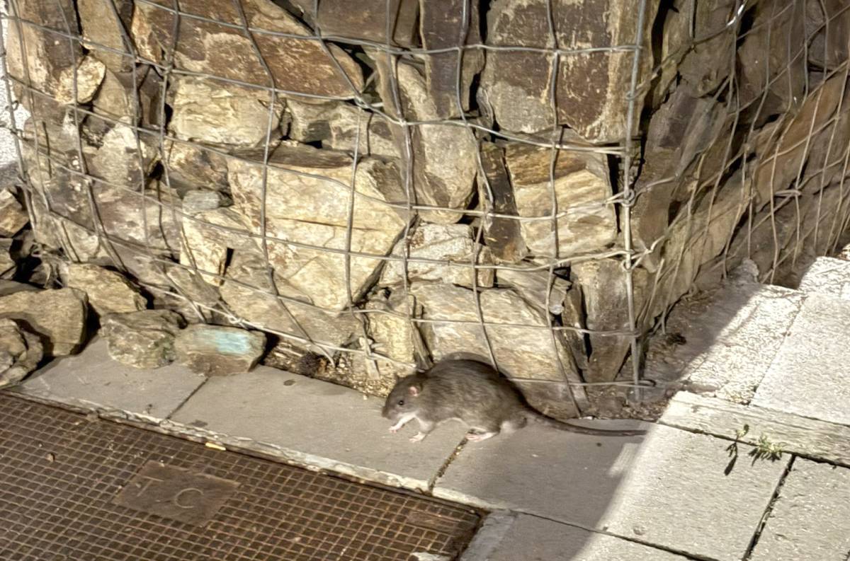 Plaga de rates a Can Roca: "Ja no cal anar al zoo"