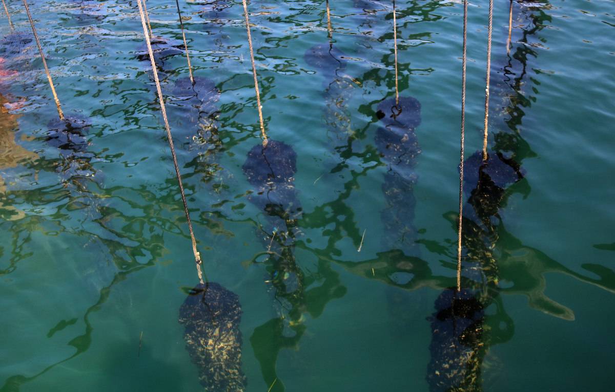 Els 31º assolits per l'aigua del mar durant l'última onada de calor mata la cria de musclo al Delta de l'Ebre 