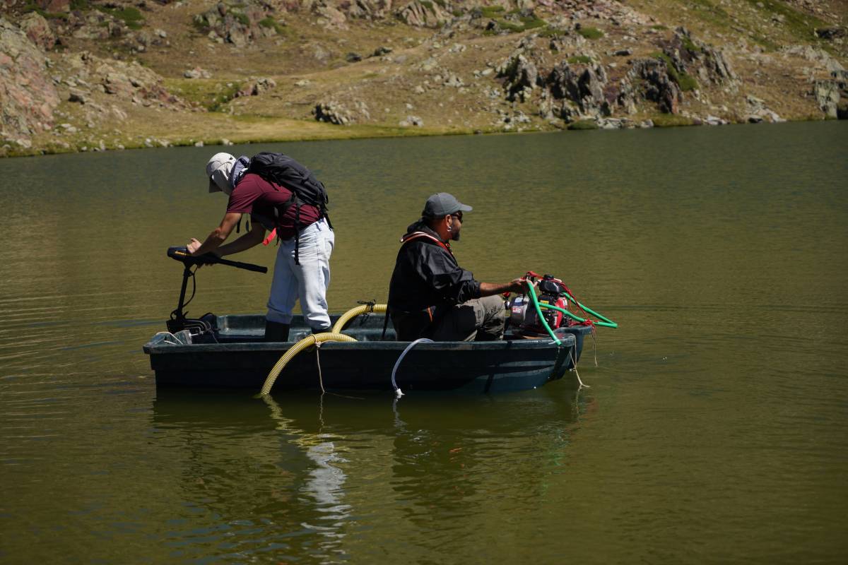 Eliminen al Pallars un peix invasor amb un còctel natural que el fa desaparèixer en hores